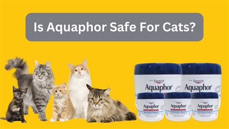 Is aquaphor safe for cats - The Ponytail palm (Beaucarnea recurvata) is a wonderful cat safe houseplant that looks great, and your cat will also love it. The curving leaves may be a little too tempting for your kitty to avoid playing with, but your cat will be perfectly safe. Ponytail palm is not in fact a palm, but is actually a type of succulent.